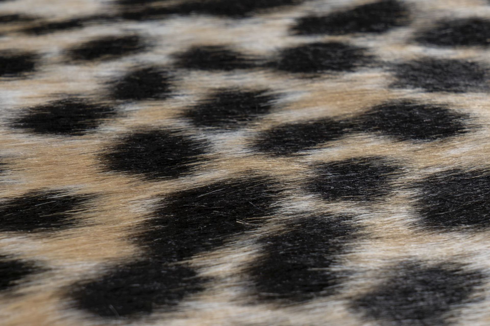 Teppich Philippines - Manila Cheetah 150 cm x 200 cm