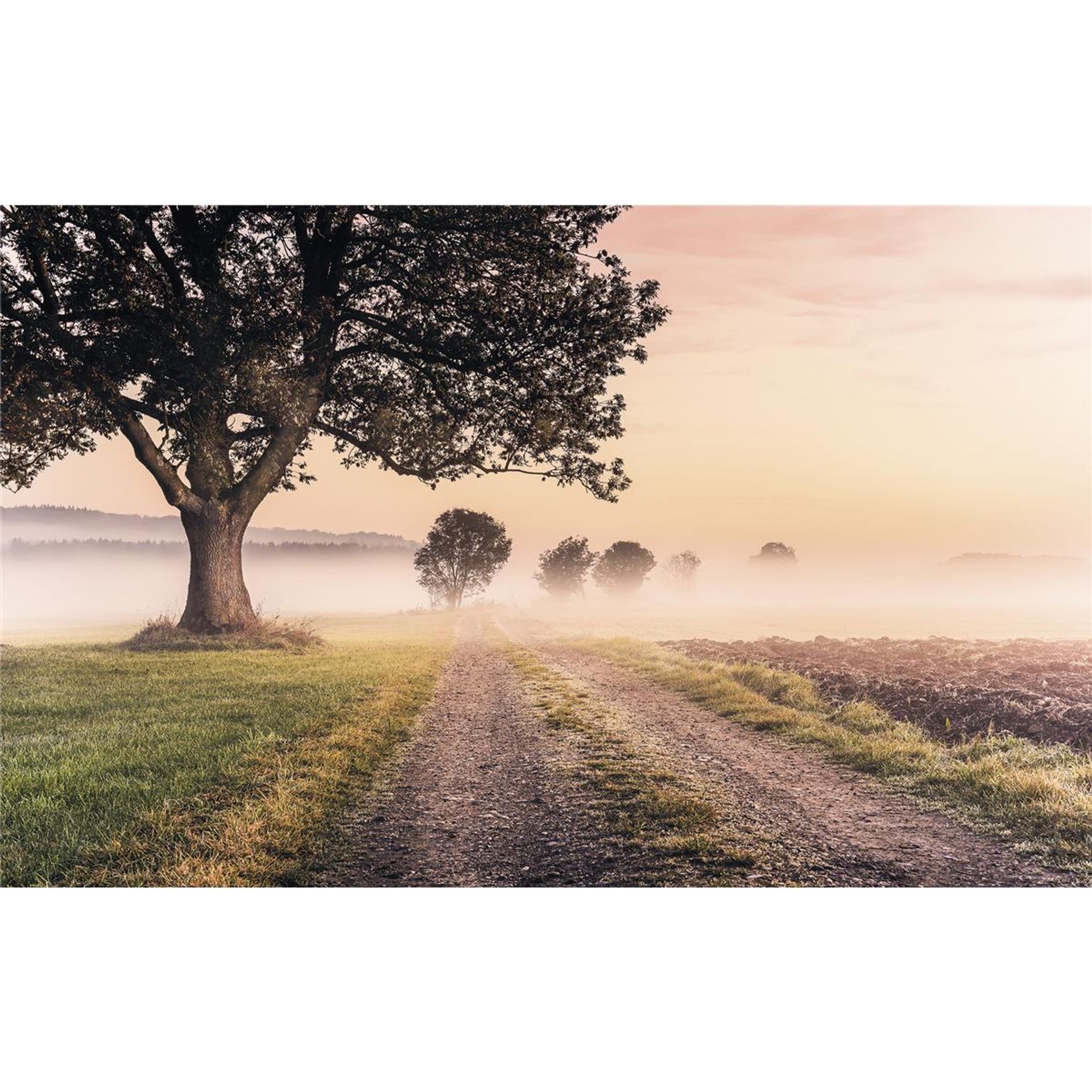 Vlies Fototapete - Misty Morning - Größe 400 x 250 cm