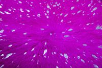 Teppich Glam 410 Violett / Silber 1,35 qm - 1,65 qm