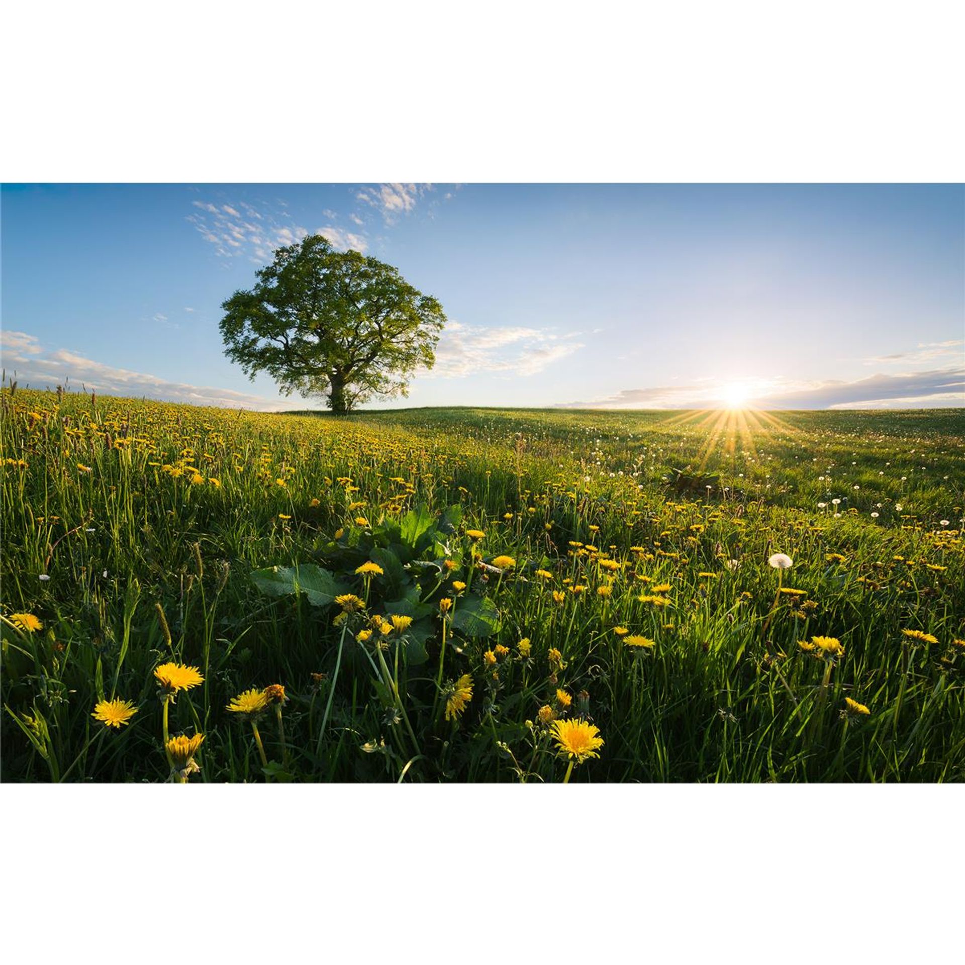 Vlies Fototapete - Frühling auf dem Land - Größe 450 x 280 cm