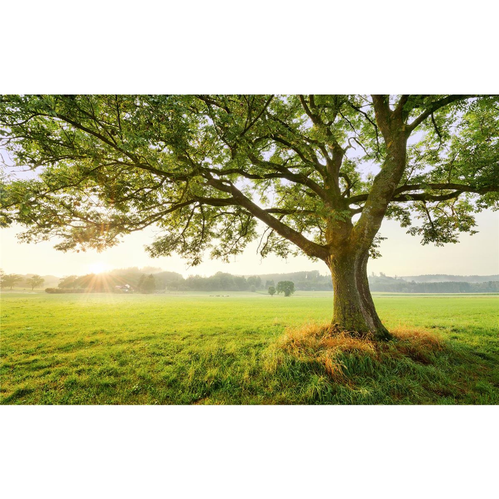 Vlies Fototapete - The Magic Tree - Größe 450 x 280 cm