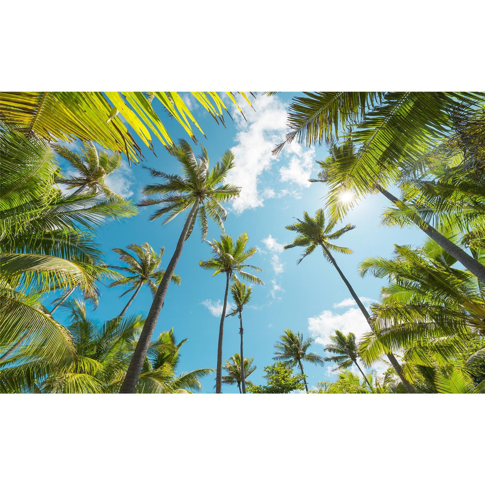 Vlies Fototapete - Coconut Heaven  - Größe 450 x 280 cm