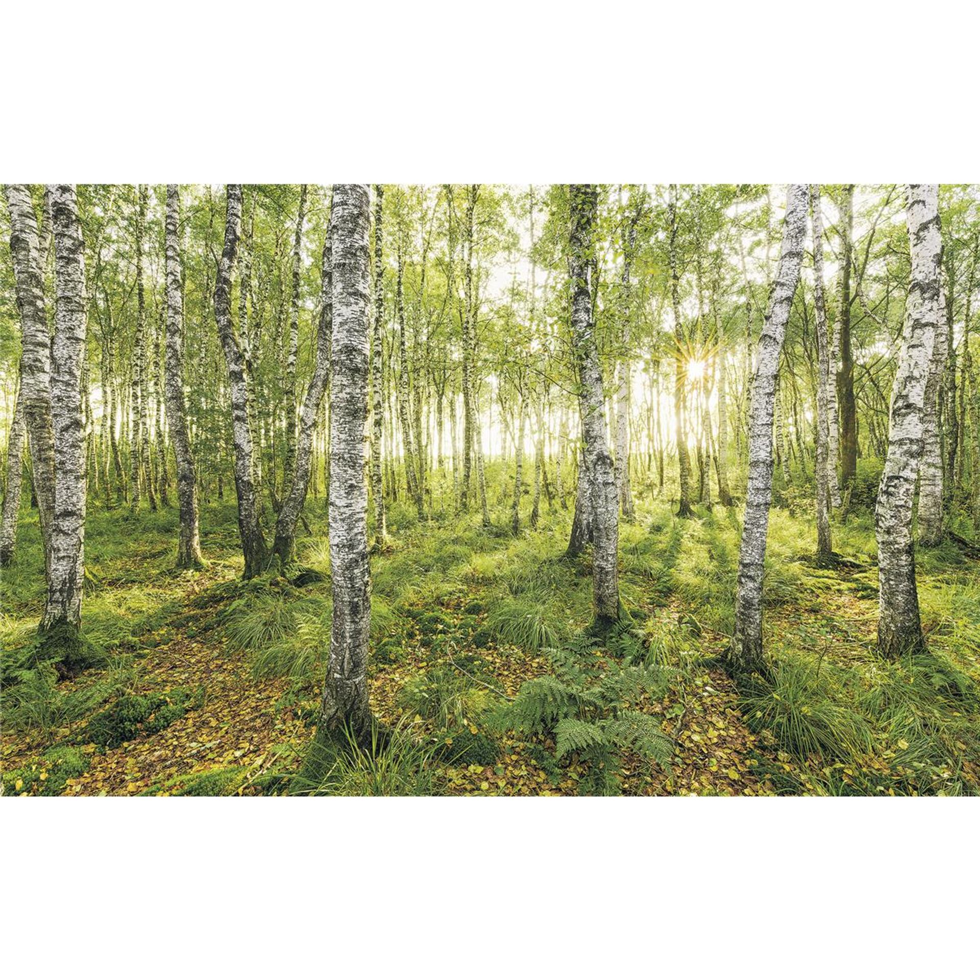 Vlies Fototapete - Birch Trees - Größe 400 x 250 cm