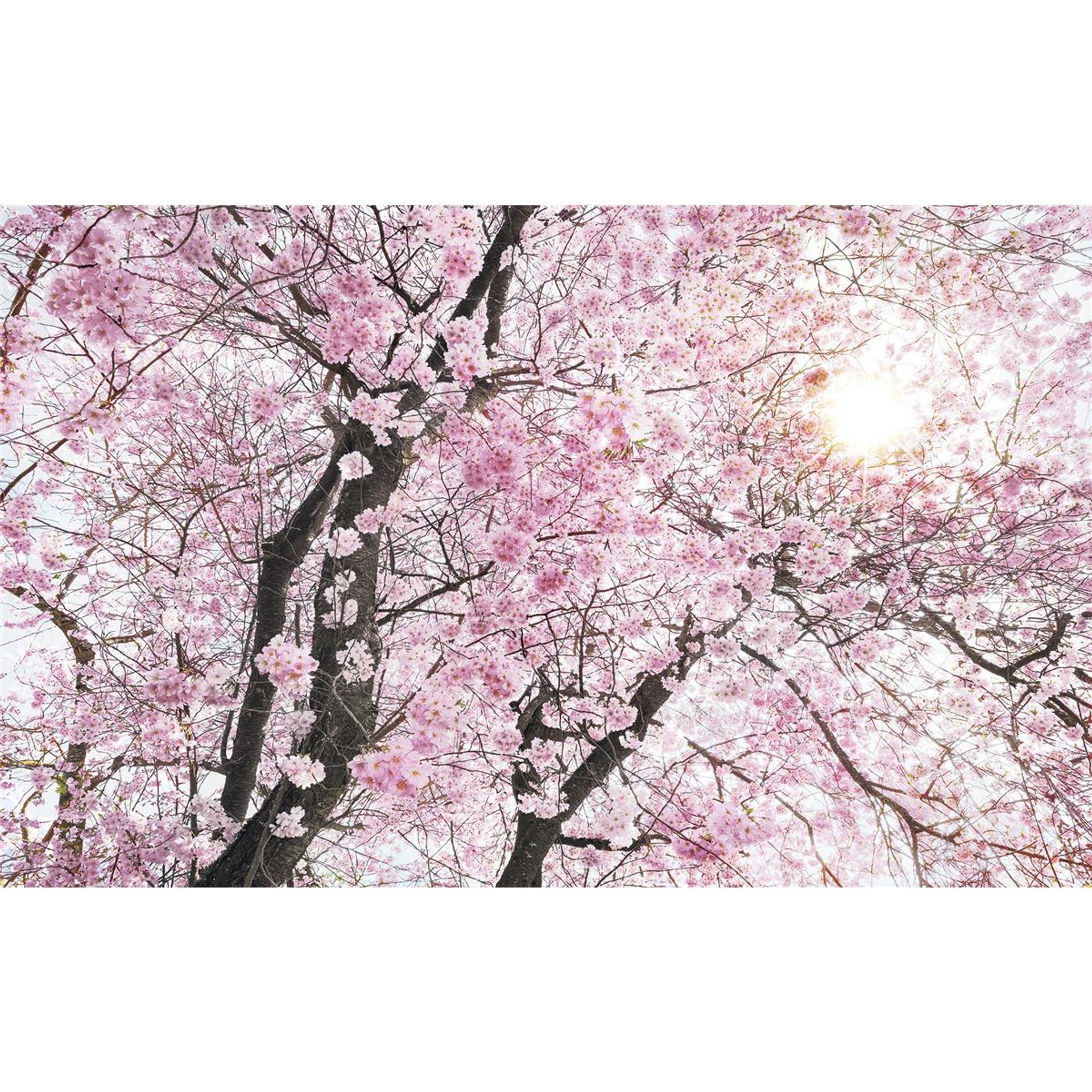 Vlies Fototapete - Bloom - Größe 400 x 250 cm