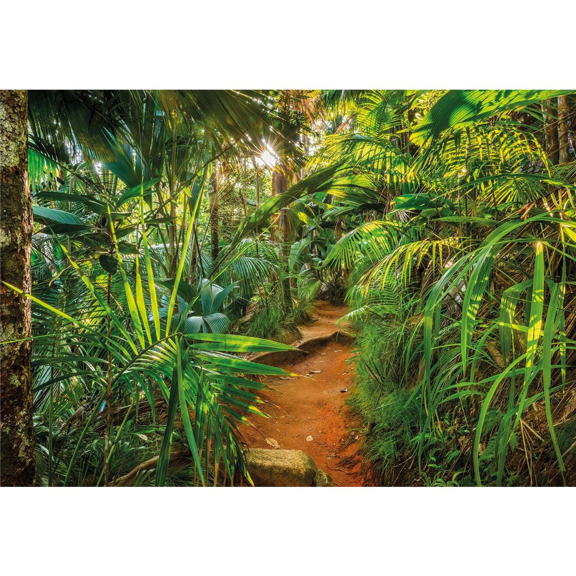 Papier Fototapete - Jungle Trail - Größe 368 x 254 cm