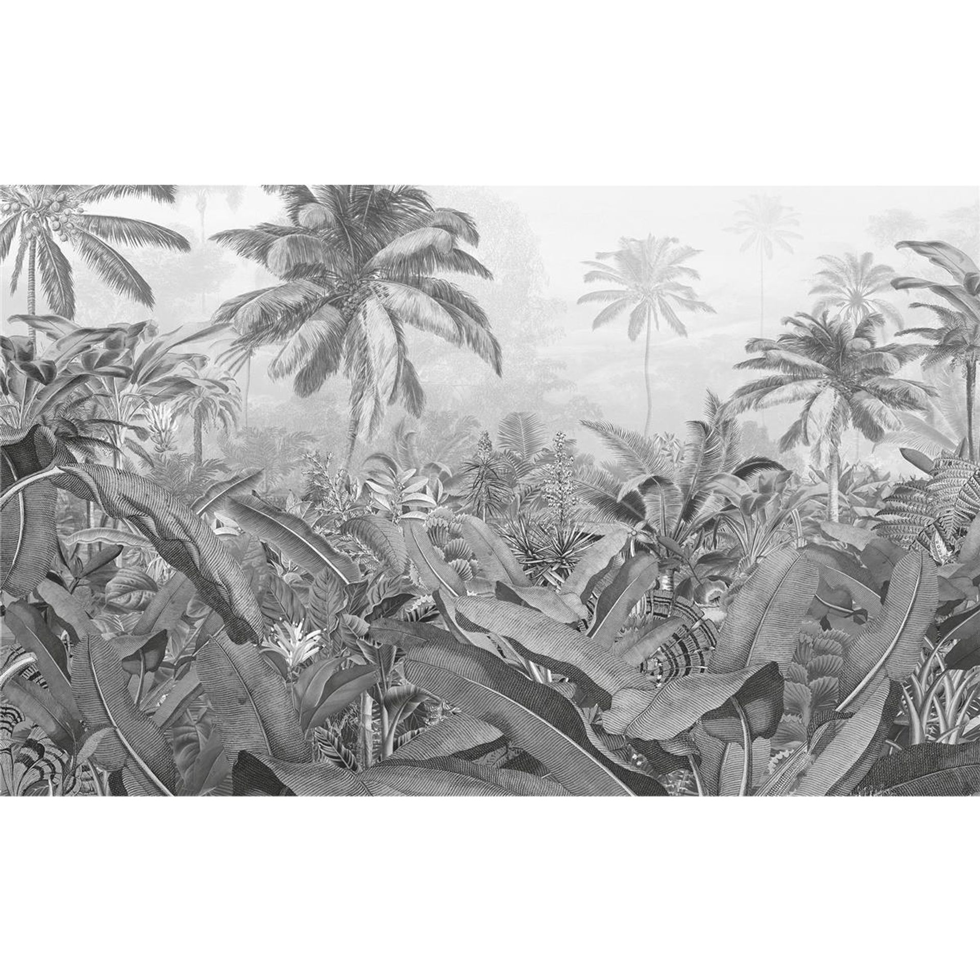 Vlies Fototapete - Amazonia Black and White - Größe 400 x 250 cm
