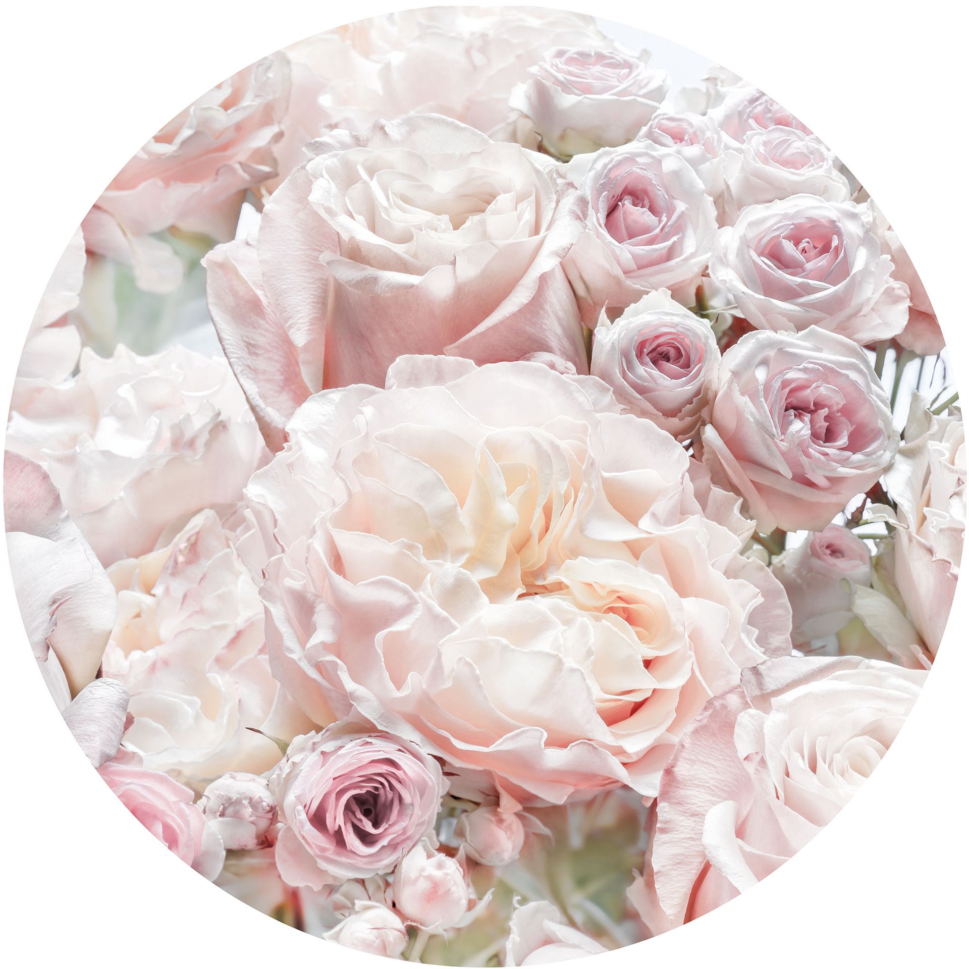 Selbstklebende Vlies Fototapete/Wandtattoo - Pink and Cream Roses - Größe 125 x 125 cm