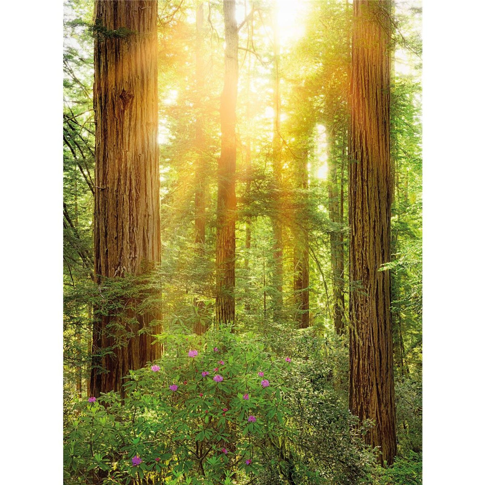 Vlies Fototapete - Redwood - Größe 200 x 250 cm