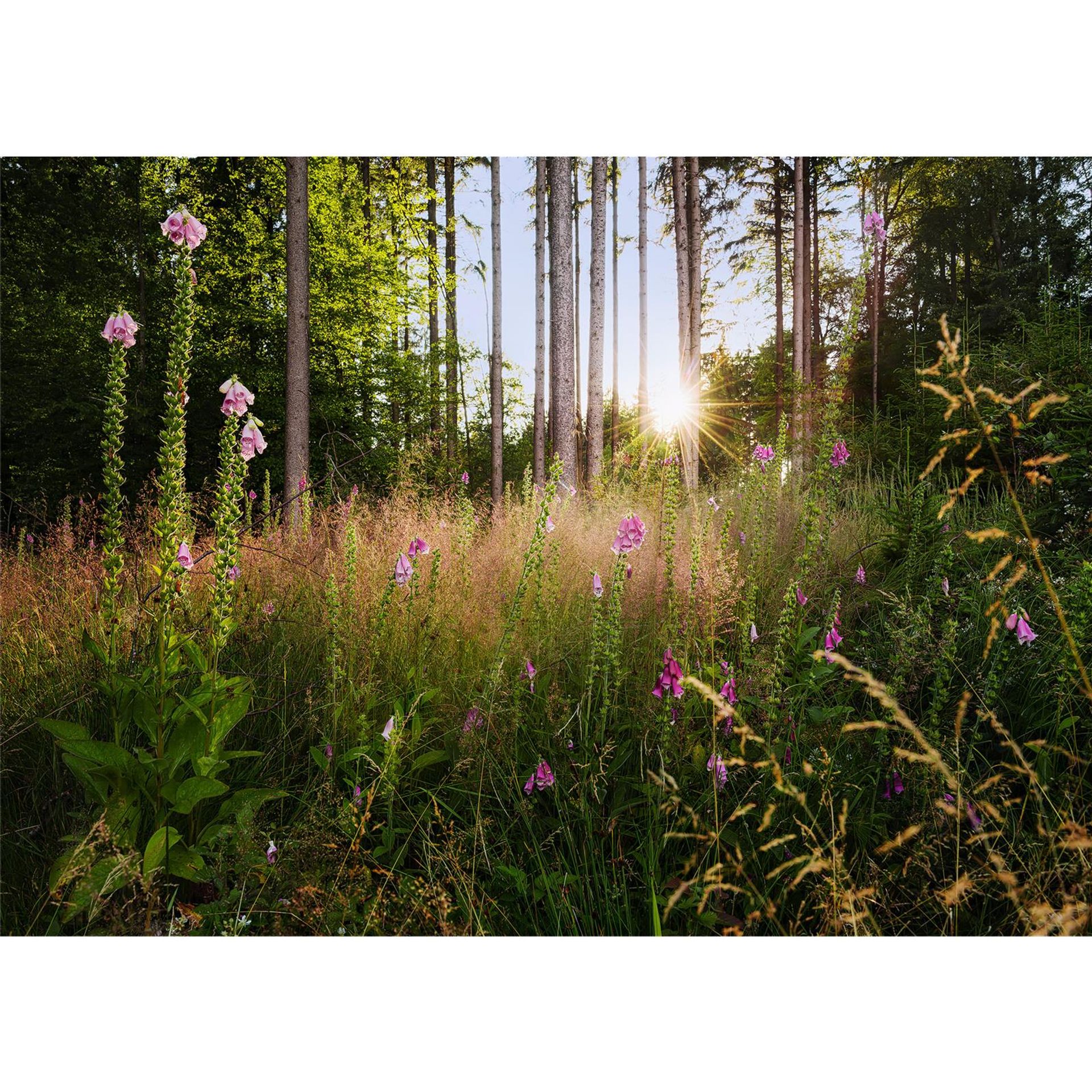 Vlies Fototapete - Summer Glade  - Größe 350 x 250 cm