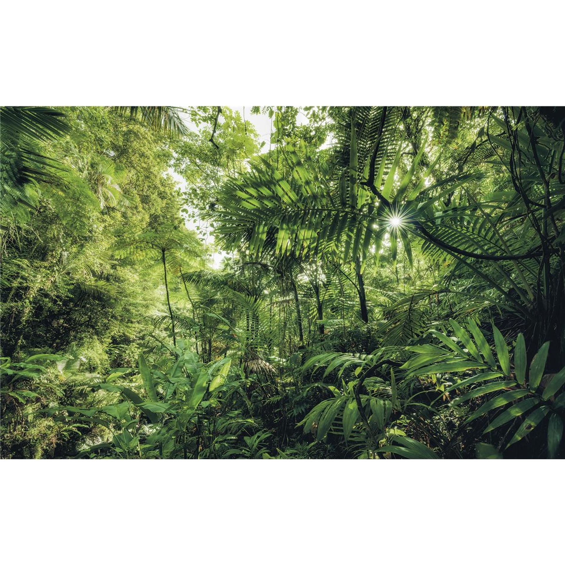Vlies Fototapete - Into The Jungle - Größe 400 x 250 cm