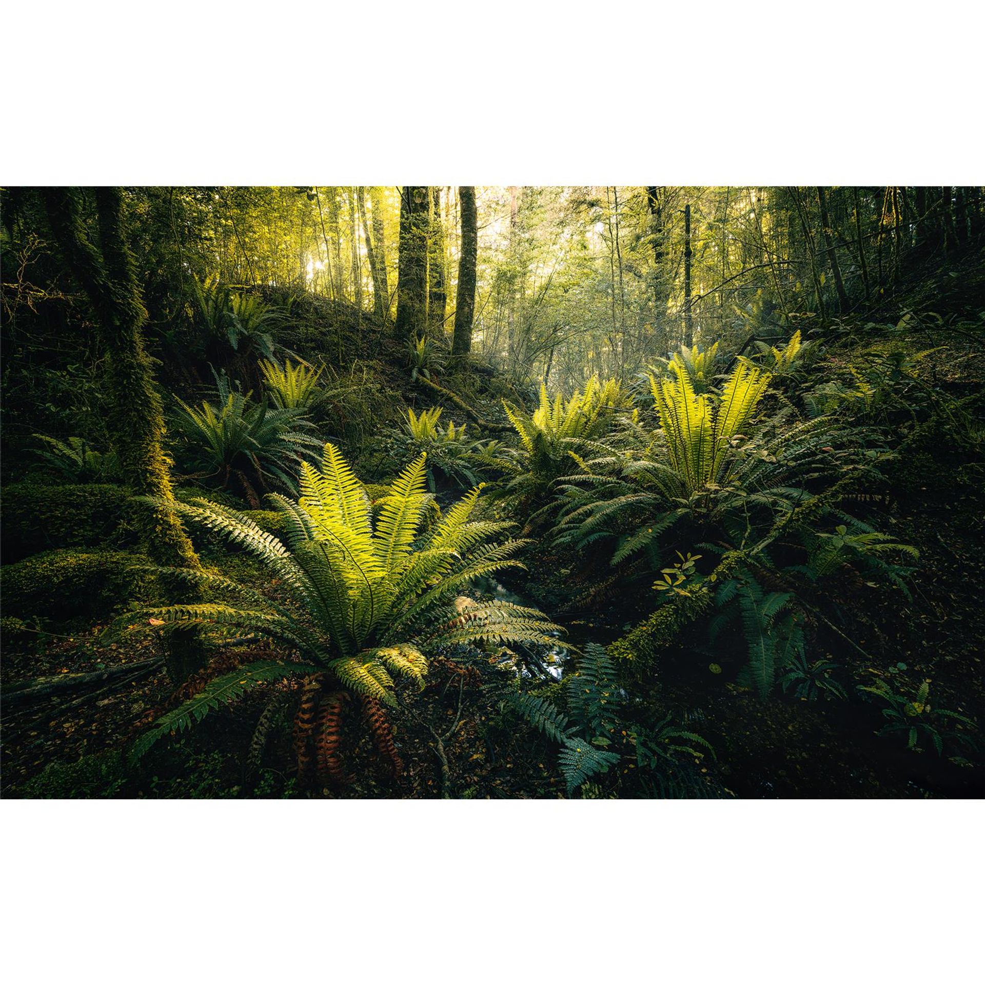 Vlies Fototapete - Fjordland Woods  - Größe 450 x 280 cm