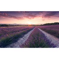 Vlies Fototapete - Lavender Dream - Größe 450 x 280 cm