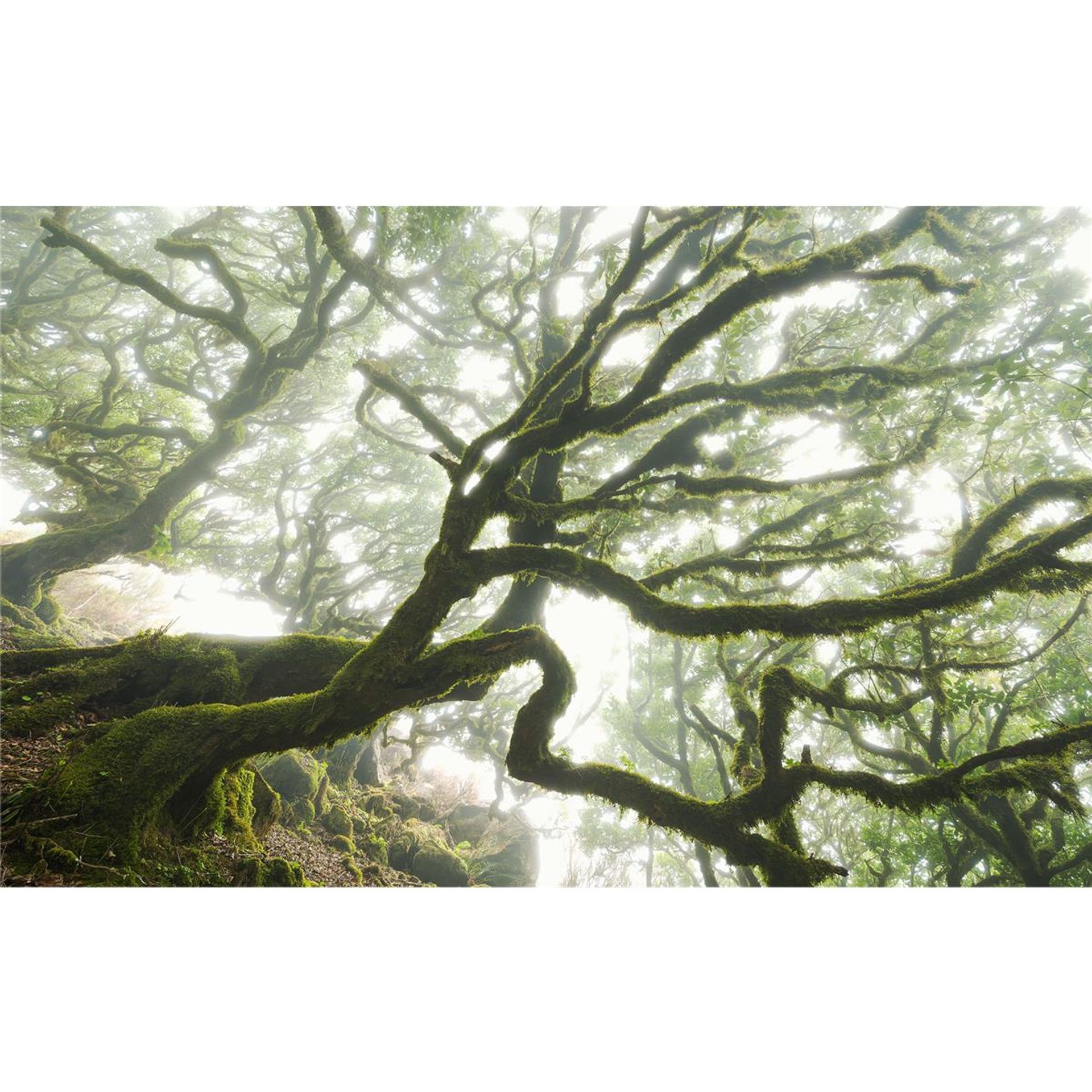 Vlies Fototapete - The Forgotten Forest - Größe 400 x 250 cm