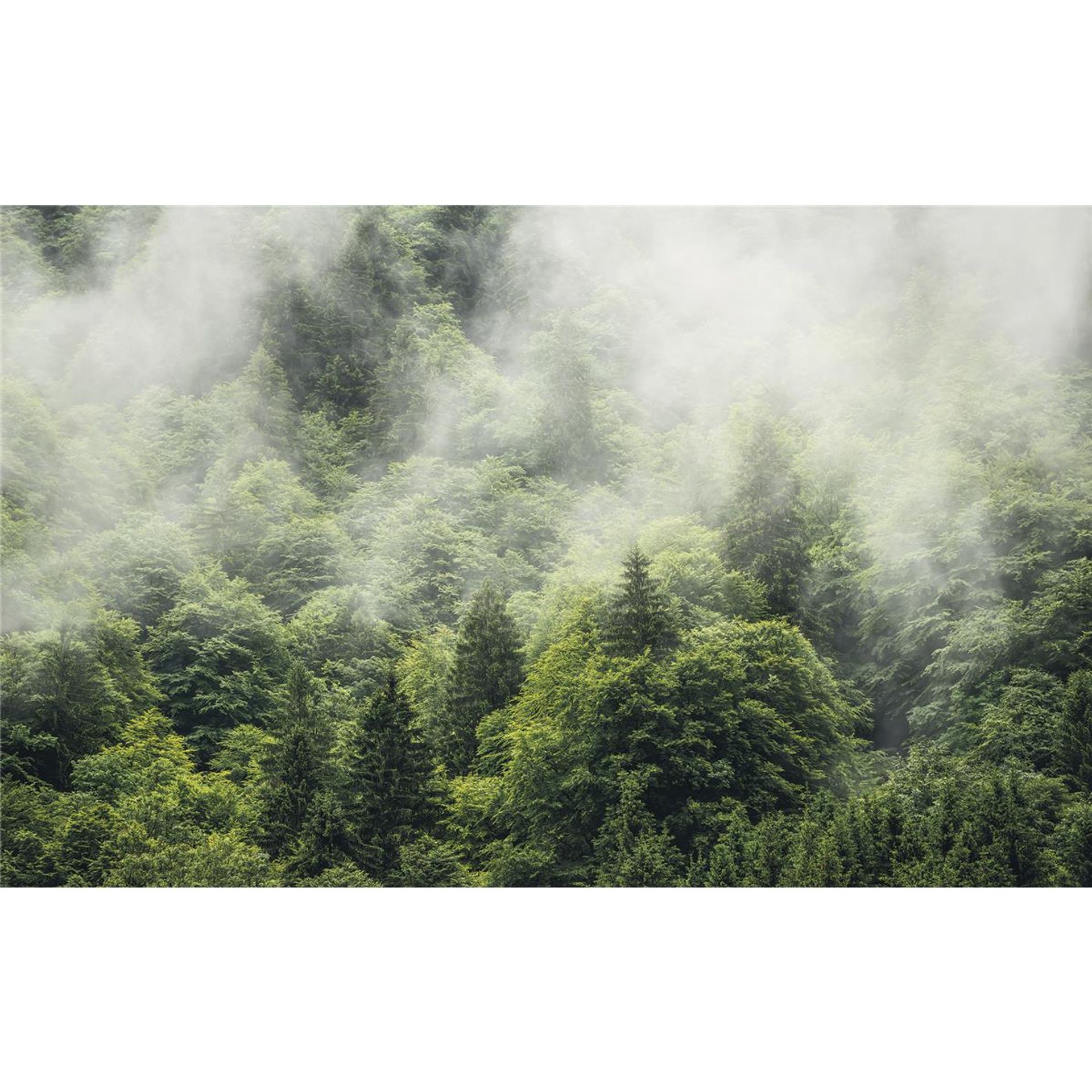 Vlies Fototapete - Forest Land - Größe 400 x 250 cm