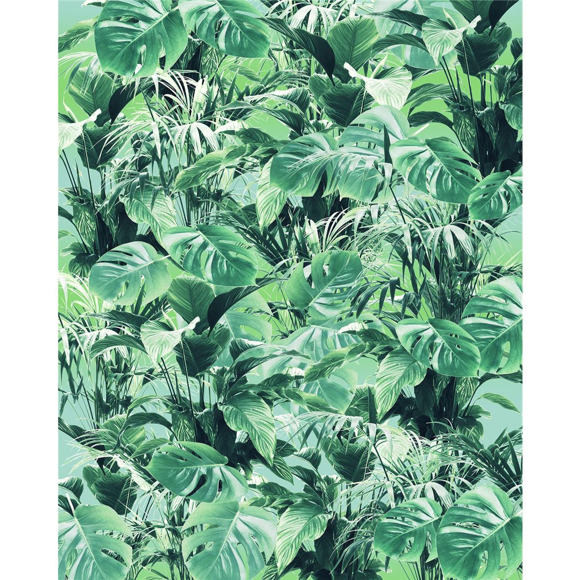Vlies Fototapete - Evergreen - Größe 200 x 250 cm