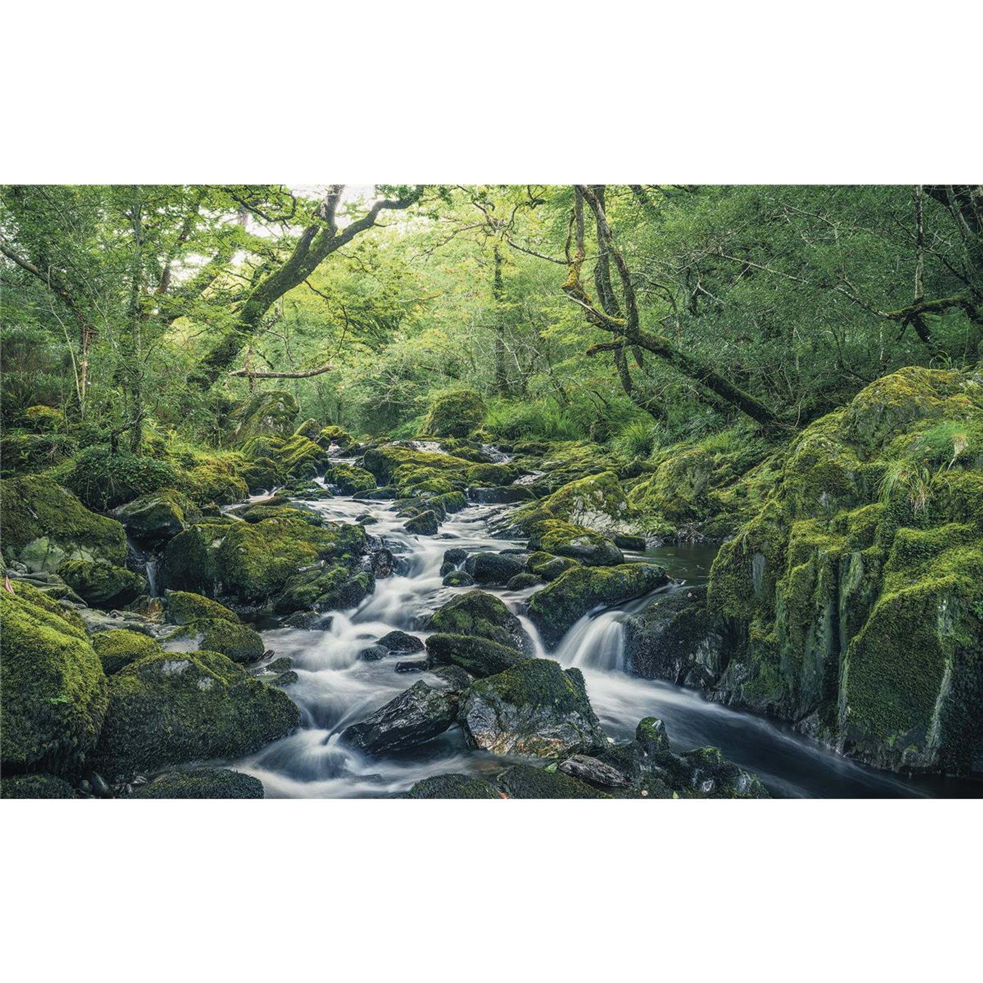 Vlies Fototapete - Green Tales - Größe 400 x 250 cm