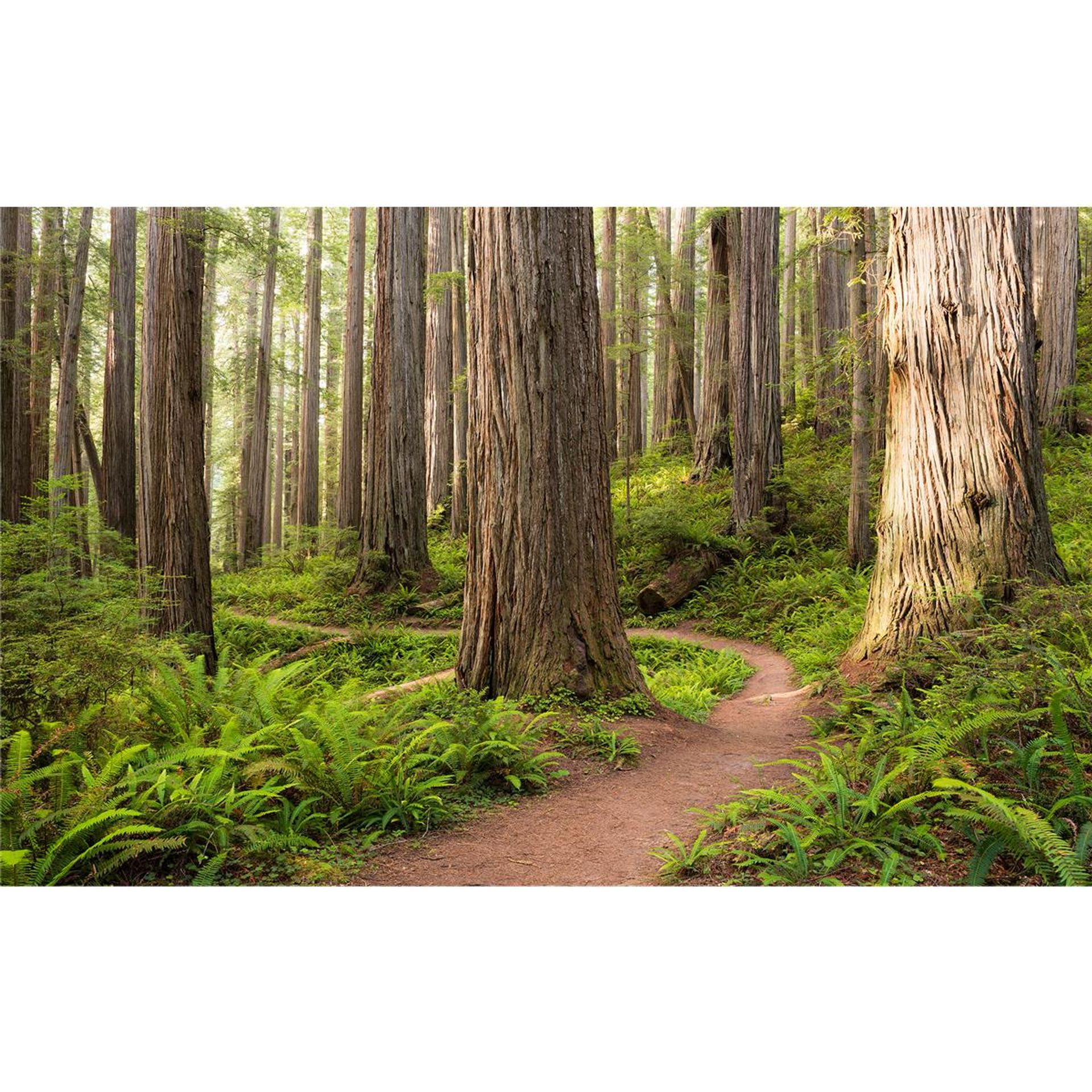 Vlies Fototapete - Redwood Trail - Größe 450 x 280 cm