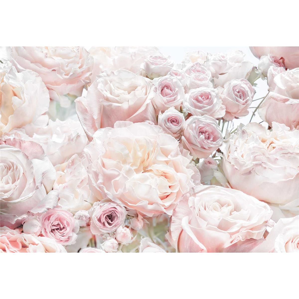 Papier Fototapete - Spring Roses - Größe 368 x 254 cm